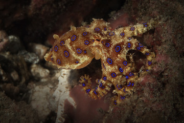 Obraz na płótnie Canvas Bluering octopus (Hapalochlaena lunulata). Picture was taken in Lembeh strait, Indonesia