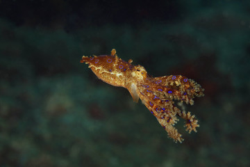Obraz na płótnie Canvas Bluering octopus (Hapalochlaena lunulata). Picture was taken in Lembeh strait, Indonesia