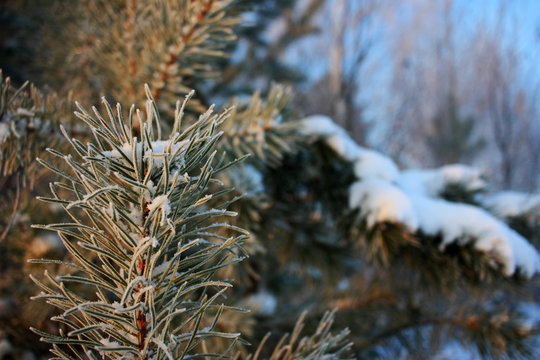 Fototapeta Branches spruce in the snow
