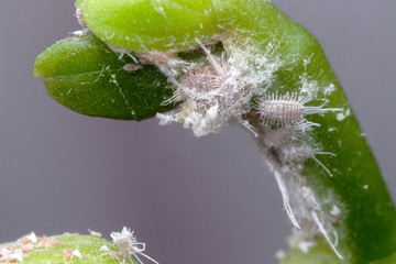 Orchideen mit Wolll&auml;usen