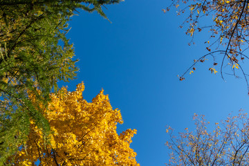 Obraz premium Autumn landscape, blue sky, tree with orange leaves, coniferous green tree. Another tree with fallen leaves. Clear blue autumn sky. View shooting from below.