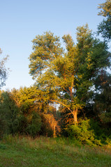 Sunrise. Early morning in the green meadow and trees and bushes far away. Summer landscape