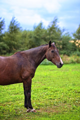 Obraz na płótnie Canvas portrait of a brown thoroughbred horse