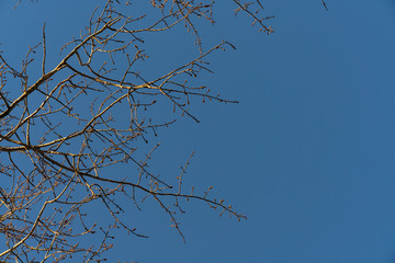 tree branches without leaves on sky background