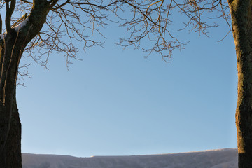 Winter scene background, trees and snow on sky background