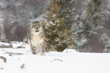 Rare, endangered, elusive Snow Leopard in cold winter snow scene