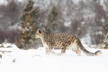 Rare, endangered, elusive Snow Leopard in cold winter snow scene