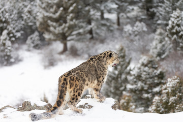 Rare, endangered, elusive Snow Leopard in cold winter snow scene