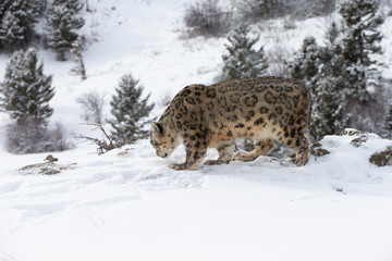 Rare, endangered, elusive Snow Leopard in cold winter snow scene