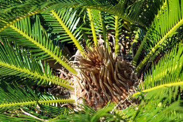 fern in forest