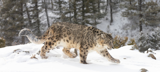 Rare, endangered, elusive Snow Leopard in cold winter snow scene