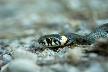 Grass snake crawling on the ground