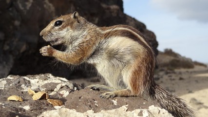 Streifenhörnchen Fuerteventura