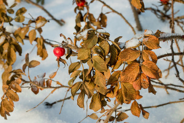 Frozen rosehip branch with yellow and green leaves, red berries, covered with white snowflakes against a snowy snowdrift on a clear, sunny winter day