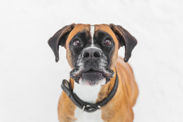 Portrait of brown pedigreed dog on the snow. Boxer.