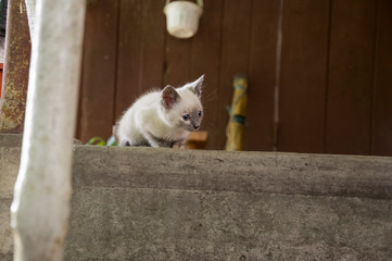 Siamese Shorthair cat is walking on the asphalt. Blue eyed little domestic kitten. Village pet. Creamy fur. Grey background