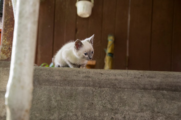 Siamese Shorthair cat is walking on the asphalt. Blue eyed little domestic kitten. Village pet....