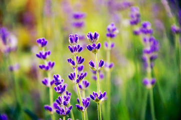 Fototapeta premium purple flowers