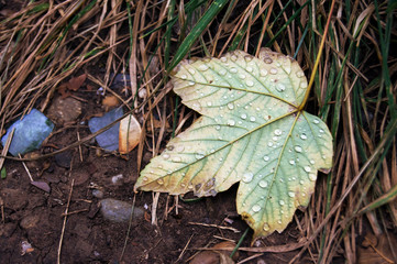 leaf on the ground