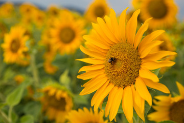 Fototapeta premium field yellow sunflowers