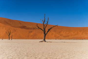 Fototapeta na wymiar fossilized tree in namib desert deadvlei namib desert namibia