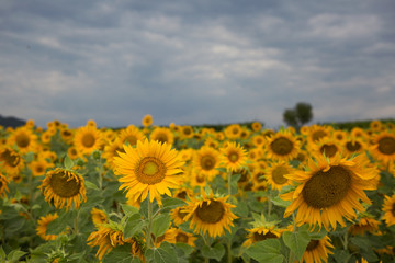 field yellow sunflowers
