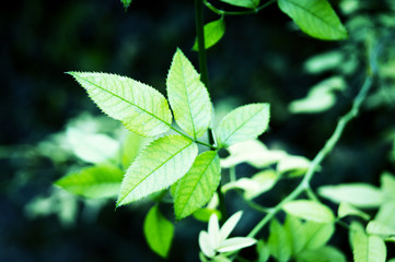 Fototapeta na wymiar green leaves on background