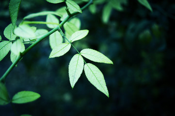 green leaves of a tree