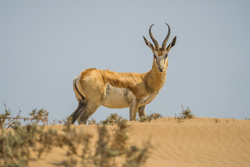 sanwich harbour desert Swakopmund antelope