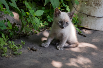 Siamese Shorthair cat is walking on the asphalt. Blue eyed little domestic kitten. Village pet....
