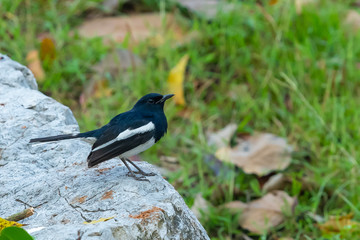 Male Oriental Magpie Robin perching on rock