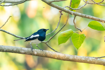 Obraz premium Male Oriental Magpie Robin perching on Bo tree perch