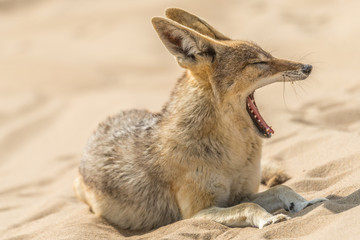 sanwich harbour desert Swakopmund jackal