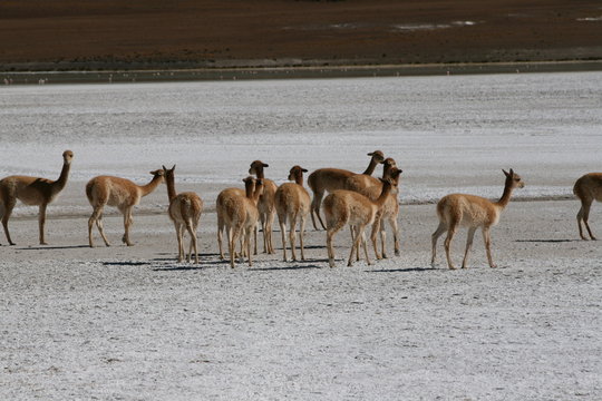 Wigonie na Altiplano, Boliwia