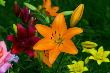 Lily - from the series 