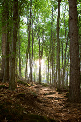 path at palatine forest