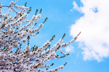 Apricot bloom in early spring. Branches of apricot with flowers on the background of the blue sky. Blooming trees_