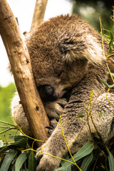 Coala    Koala