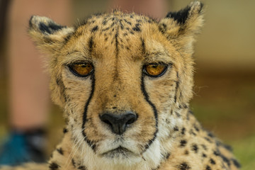 domesticated cheetah in Otjitotongwe Cheetah Guestfarm namibia