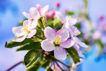 Apple blossom. Pink flowers on the branch of apple_