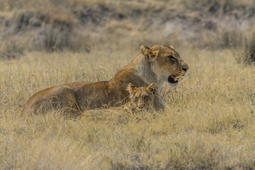 lioness with cub in etosha national park namibia africa