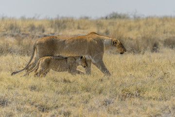 lioness with cub in etosha national park namibia africa