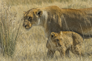 lioness with cub in etosha national park namibia africa