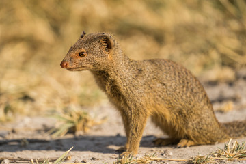 mongoose africa etosha namibia