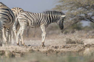 young giraffe
