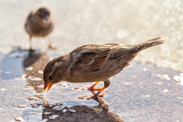 wild house sparrow outdoors in autumn drinking water