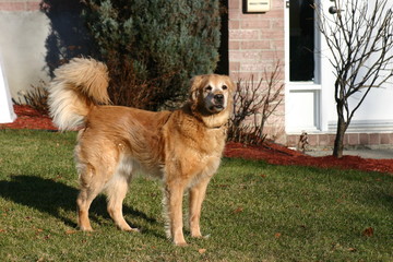 dog in the park