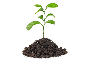 Plant of citrus tree growing from soil, white background.