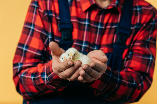 close up cropped photo. little tyny pretty chickens on man's hands. husbandry. poultry. helpless and defenseless animals