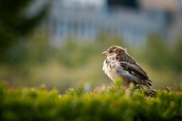 wild house sparrow outdoors in autumn